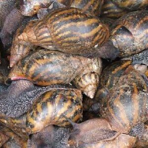 ESCARGOTS 500G
