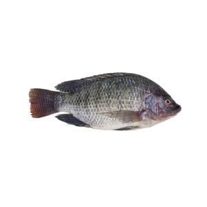 TILAPIA BRAZIL