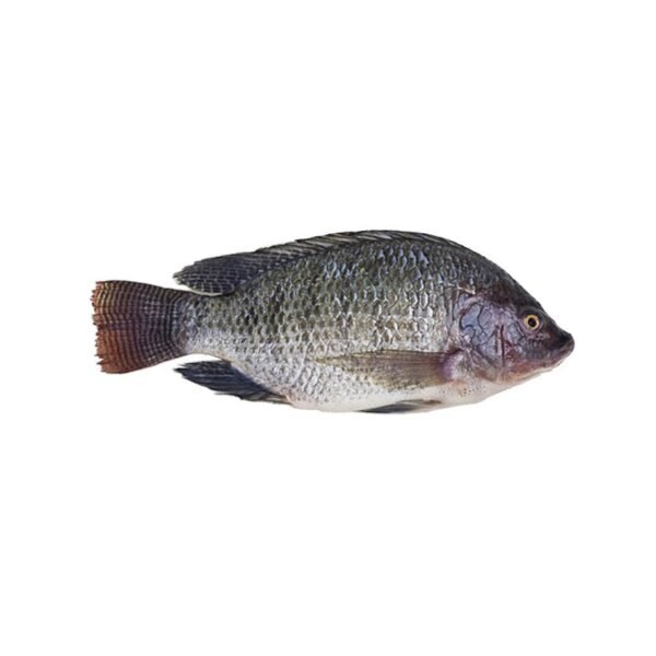 TILAPIA BRAZIL