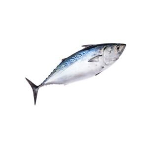 THON BONITO