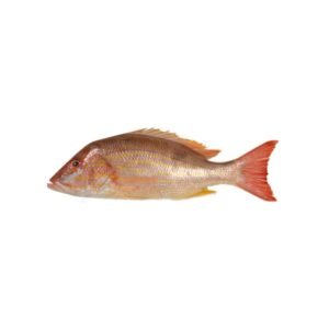POISSON ROSE/ LANE SNAPPER