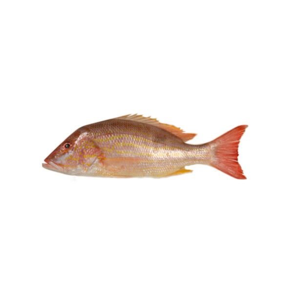 POISSON ROSE/ LANE SNAPPER
