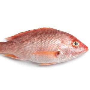 RED SNAPPER