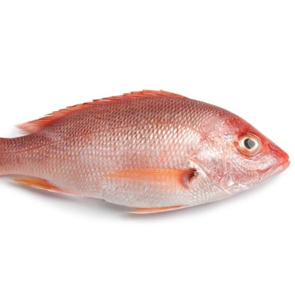 RED SNAPPER