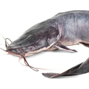 POISSON CHAT